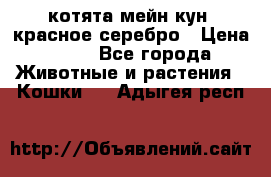 котята мейн кун, красное серебро › Цена ­ 30 - Все города Животные и растения » Кошки   . Адыгея респ.